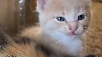 Cute cat.