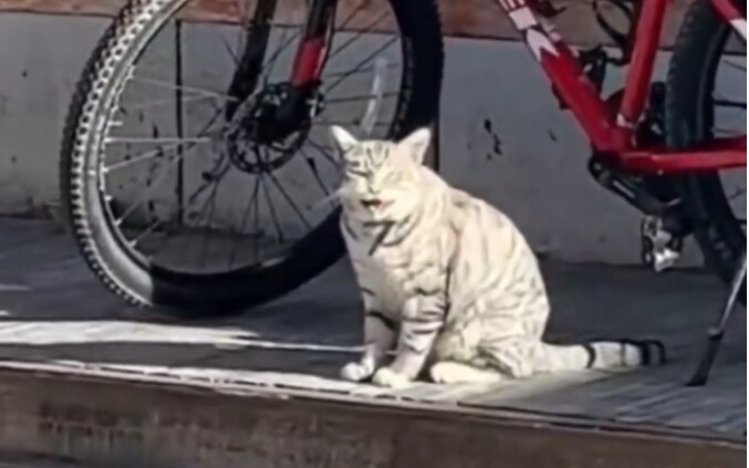 “Huh? Is this how cats meow?”