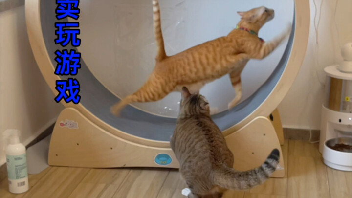Halo semuanya, saya kucing oranye asal Hainan, suka olahraga! Baru bergabung di Bilibili, mohon bimb