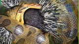 30 Stupid Moments When Python Tried To Swallow A Hedgehog And Was Stabbed By The