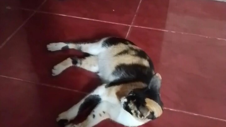 miming