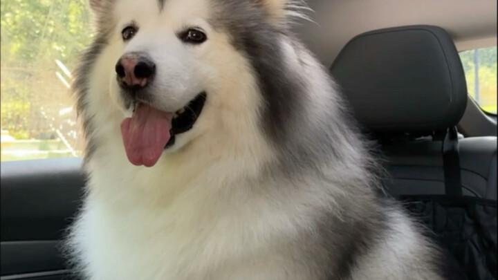 يتعفّن الطعام بسهولة في الصيف إذا لم يُخزَّن بشكل صحيح، فلينتبه الجميع. طاوو السمين شُفي الآن، وبإمك