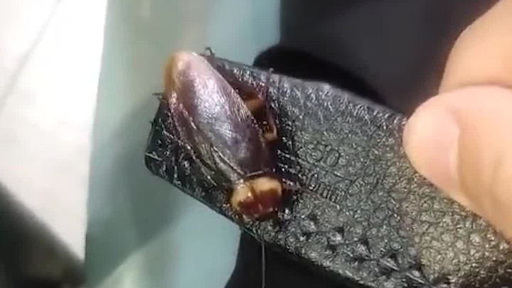 Seven Pairs of Pants