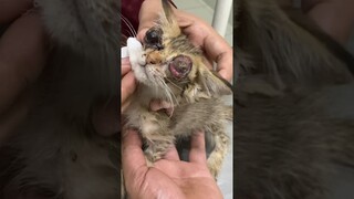 ANAK KUCING BUTA MENCARI INDUKNYA