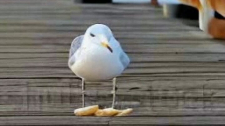 [AI-generated] Seagulls eating french fries at the pier