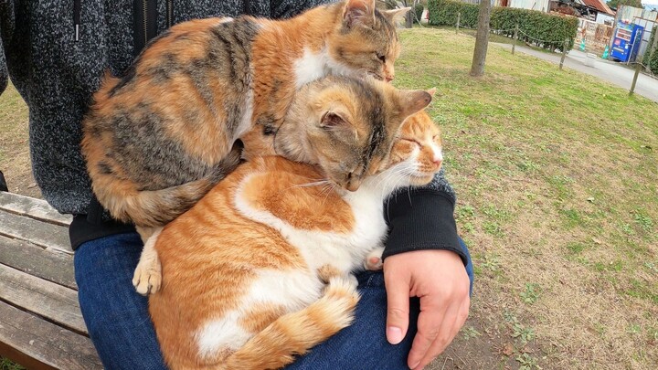 [Hewan]Kucing menumpuk di pangkuan manusia untuk menghangatkan diri