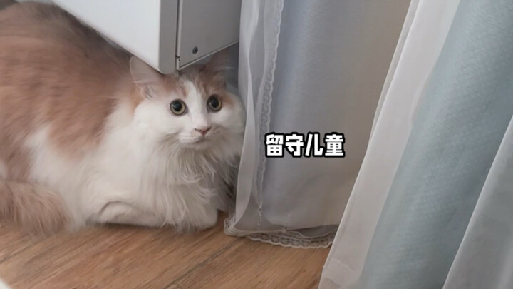 Si kucing penakut paling benci Tahun Baru Imlek, karena pas Tahun Baru dia harus jadi kucing yang di