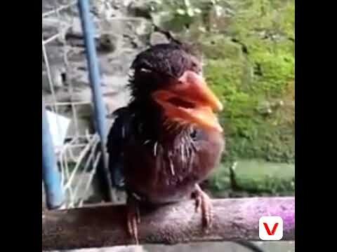 MASTERAN AMPUH TENGKEK UDANG KALI NGEKEKK TENGKEK BUTO PANJANG