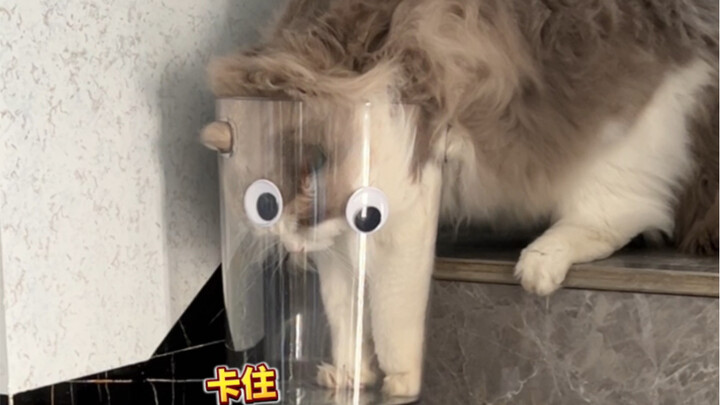 Beberapa jebakan tetap harus diinjak sendiri oleh si kucing kecil