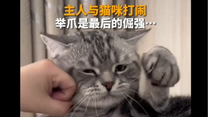 المُلاك يتشاجرون مع قطتهم، لكن اللكمات القِططية لا تقوى على أربع أيادي.