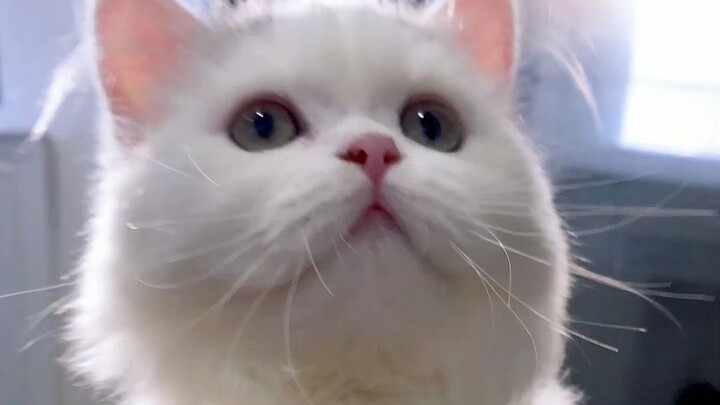 Little kitties don’t get food stuck between their teeth, but they sure do get it stuck on their tong