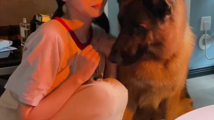 Anjing Gembala Jerman berusia 11 bulan dengan berat 38 kg, apakah agak gemuk?