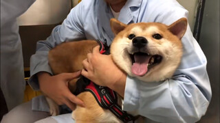 【Animal Circle】【Shiba screams like rubber chicken】A jab appointment.