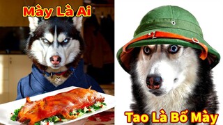 Thú Cưng TV | Ngáo Ngu Ngốc Và Đầu Gấu #16 | chó thông minh vui nhộn | Pets funny cute smart dog