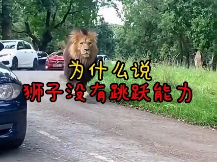 ทำไมสิงโตถึงกระโดดได้ไม่เก่งเท่าเสือ? #เสือ #ได้ความรู้ #สิงโต #พฤติกรรมชวนงงของสัตว์