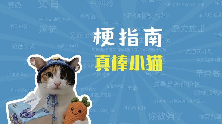 ทิชชู่หัวไชเท้า แมวน้อยสุดเจ๋งคือมีมอะไร? [คู่มือมีม]