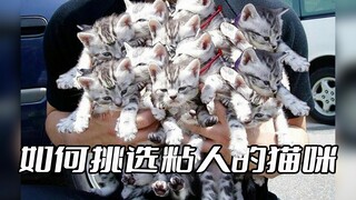 如何从一窝小猫中一眼选中最粘人的那只？最后一个可以直接带走了！