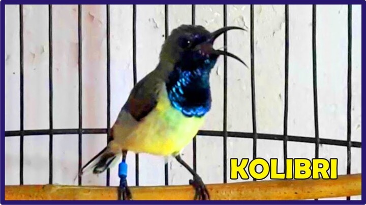 Kicau Pikat Kolibri Ribut untuk Semua Jenis Kolibri Manggar, Sriganti, Sogok Ontong, & Konin