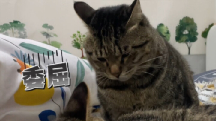 Kucing penakut juga ingin jadi bos: Ditolak 7 kali saat menjilat bulu orang lain, merasa sedih seper