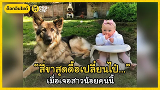 น้องหมาตัวแสบสิ้นลายเพราะสาวน้อยแก้มมะเขือเทศ Dogs Clip