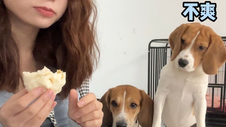 Người càng điên, Pug càng ngoan.