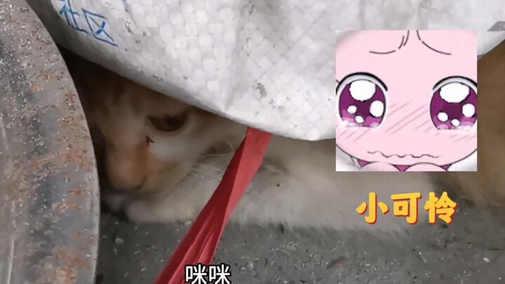 Akhirnya aku punya kucing!!
