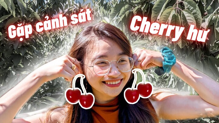 BÀ DƯƠNG ĐI HÁI CHERRY ÚC VÀ CÁI KẾT - Cảnh sát dí, cherry hư hết