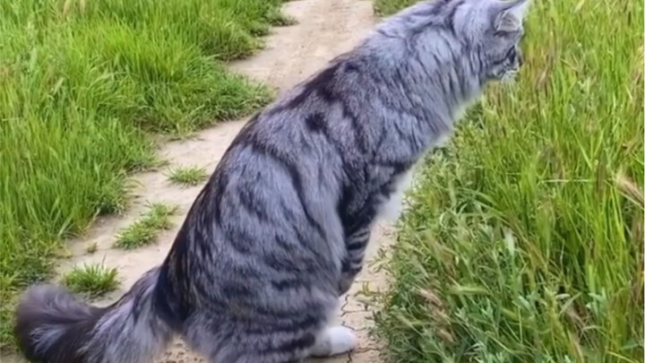 The Curious Siberian Forest Cat