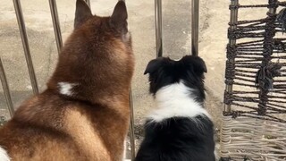 When the Husky saw a strange dog coming to his territory, he was so excited!