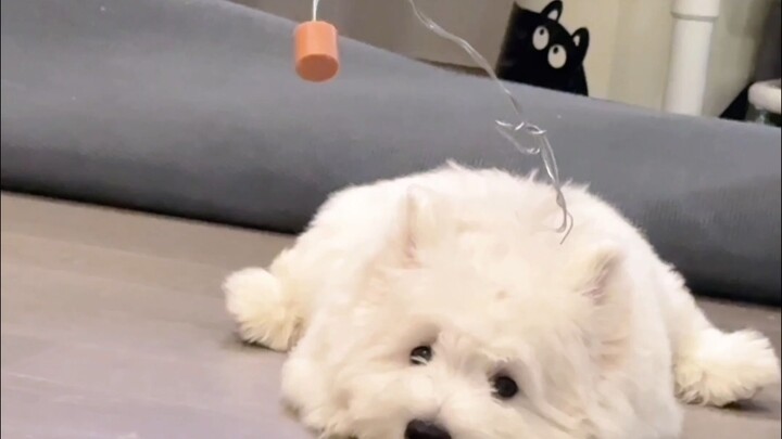 الاختبار النهائي لذكاء الكلاب! علّق جامبون على سلك حديدي ودعه يأكله!