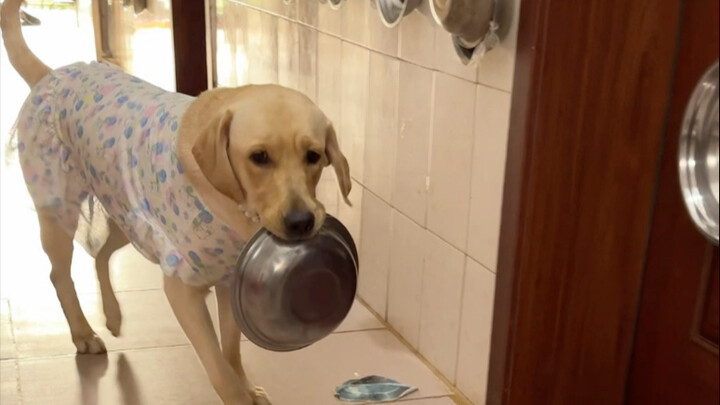 Chó: Cái bánh trung thu này toàn mùi thức ăn cho chó, định lừa ai vậy?