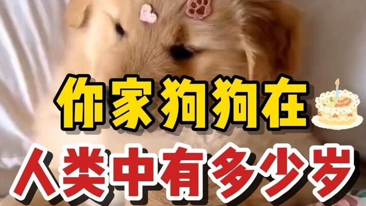 Bantah hoax! Anjing berusia 1 tahun sama dengan manusia 7 tahun? Inilah cara konversi usia yang bena