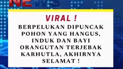 Seekor induk dan bayi orangutan berhasil diselamatkan setelah terjebak di puncak pohon yang hangus