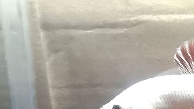 BETTA FISH RED DRAGON ( FULL MASK )