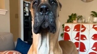 当你用手去抚摸大丹犬时，它却下意识地往后退去，并且立刻摆出立正的姿势！