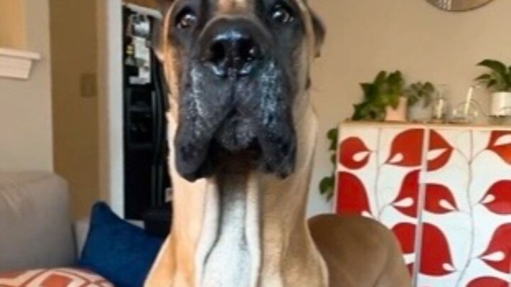 Khi bạn dùng tay vuốt ve chú chó Great Dane, nó lại vô thức lùi lại và ngay lập tức đứng nghiêm!