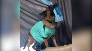 Nhà nuôi phải 2 cái đứa lươn lẹo (P10) | MYPET