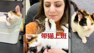 老板带猫来上班了，还不快吸吸！