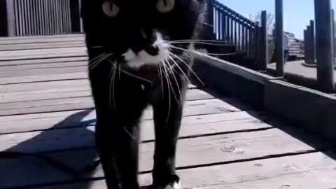 เจสเปอร์ แมววัวตัวน้อยจะไม่ทำให้คุณผิดหวัง!