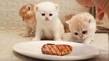 Kucing Kecil Makan Daging Pertama Kali
