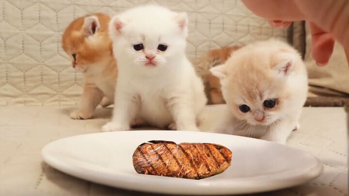 Lần đầu tiên mèo con ăn thịt