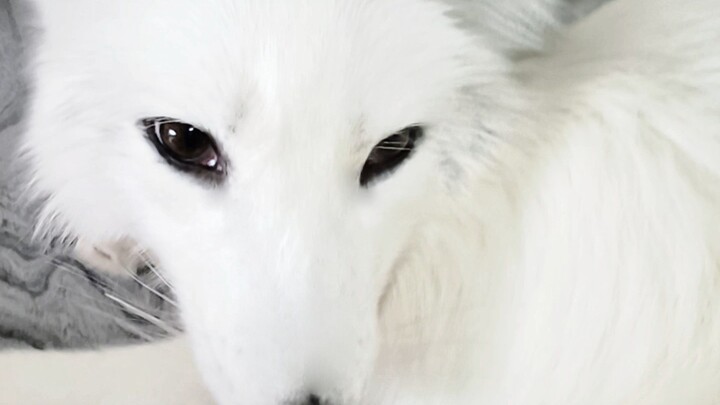 Con cáo sau khi mắc lỗi đã cố gắng mè nheo, nước mắt ngắn dài để ngụy biện với chủ nhân nhưng cuối c