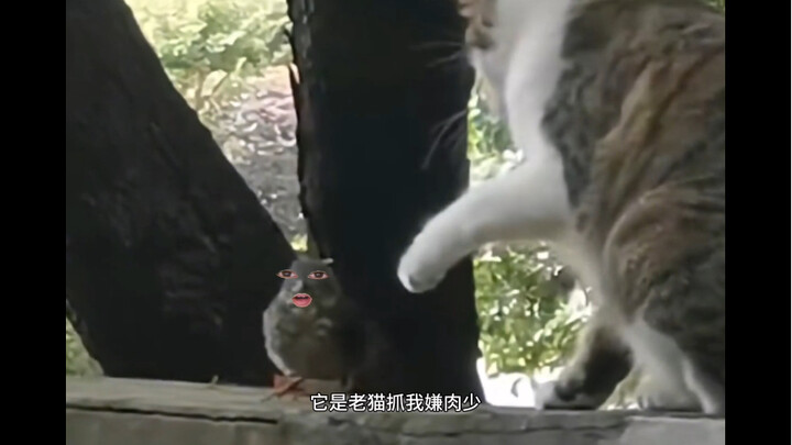 The little bird spreads its wings and hates the sky is so low