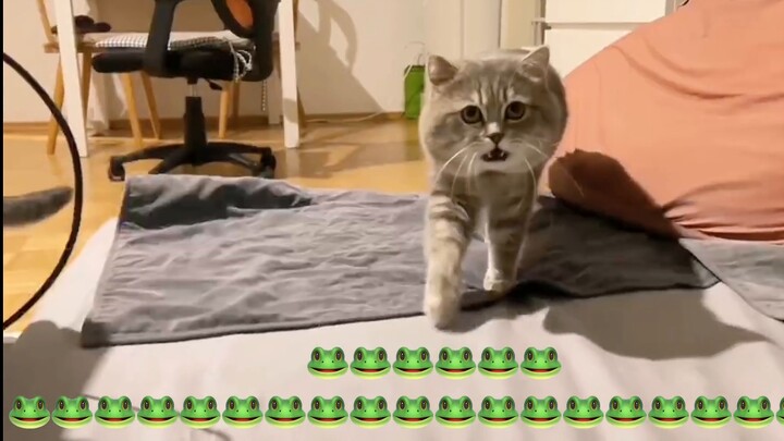 Listen to the sound of frogs (please adjust the volume appropriately)