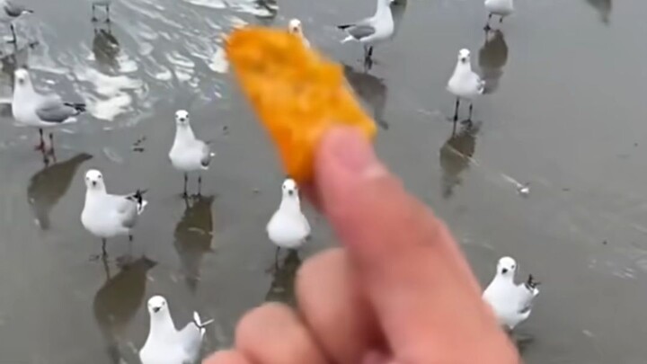 Polisi memancing pelanggaran, berhasil menangkap seekor burung camar yang mencuri kentang goreng…