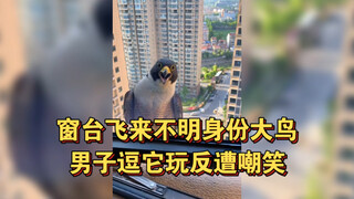 นกตัวใหญ่ไม่ทราบชนิดบินมาที่ขอบหน้าต่าง ชายคนหนึ่งเล่นหยอกมันกลับถูกหัวเราะเยาะ! ชาวเน็ตบอก: ผมว่า "