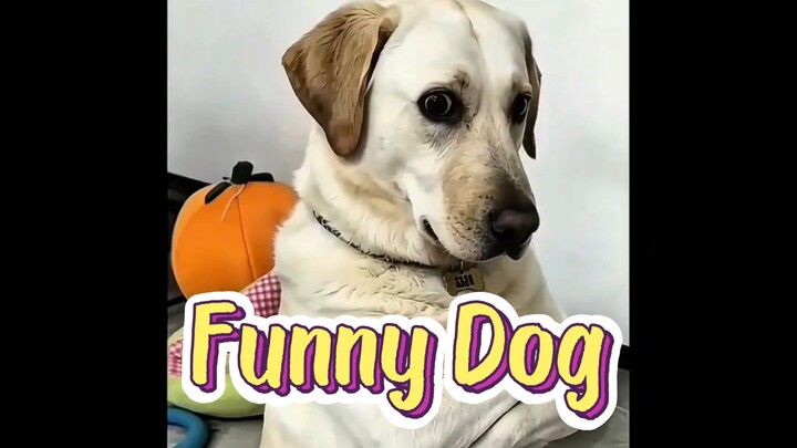 Funny Dog 😅😅😅