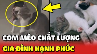 CƠM MÈO chất lượng đến từ cặp VỢ CHỒNG MÈO hạnh phúc nhất Việt Nam 😍 | Yêu Lu
