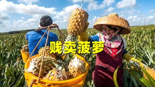 Mengapa nanas, yang membutuhkan waktu tiga tahun untuk tumbuh, dijual dengan harga sangat murah?