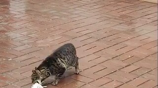 Mengapa tikus tidak berbalik dan melawan ketika kucing menggigit lehernya?